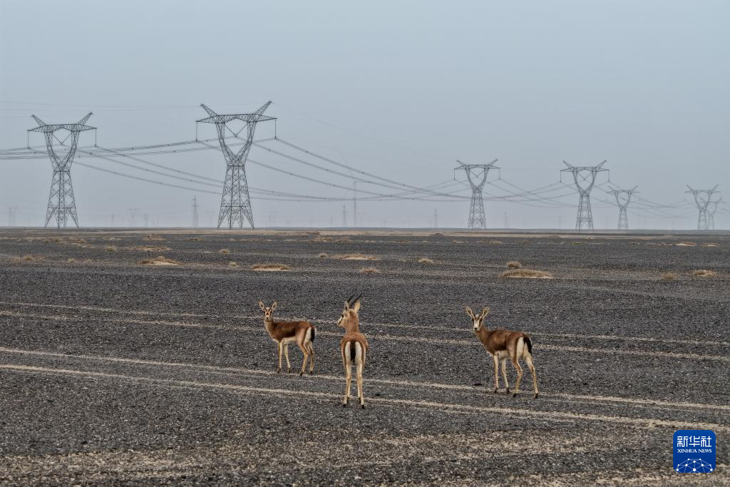 风起河西绿电奔涌——甘肃河西走廊风电产业一线见闻-新华网(图1)