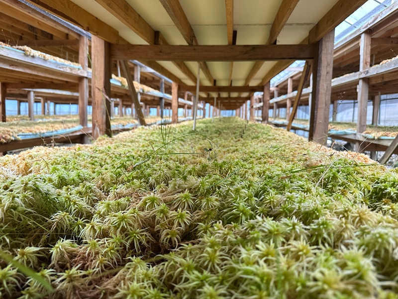贵州平塘海花草精深加工解锁女性健康新赛道(图1)