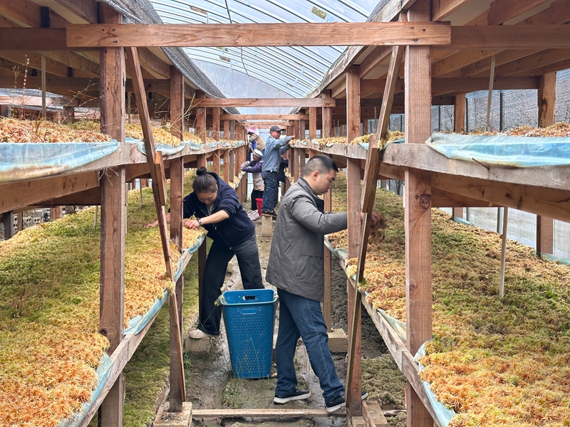 贵州平塘海花草精深加工解锁女性健康新赛道(图2)