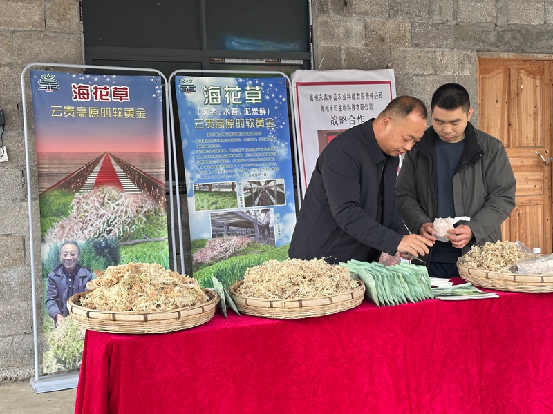 贵州平塘海花草精深加工解锁女性健康新赛道(图5)