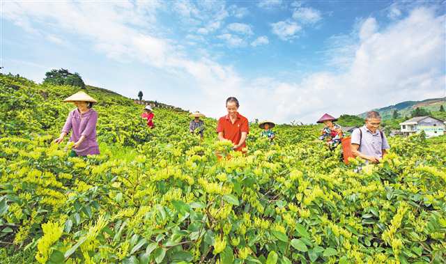 秀山山銀花冷鏈加工煉“花”成金(图1)