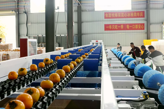 科技賦能推動平樂柿子產業高質量發展闊步前行(图2)