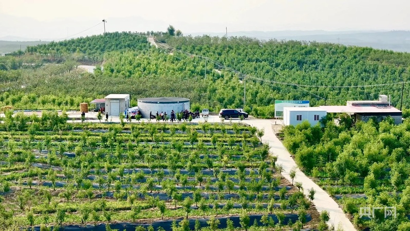 山水相逢·生态赞皇丨一颗枣一片瓷绘就产业发展新图景(图1)