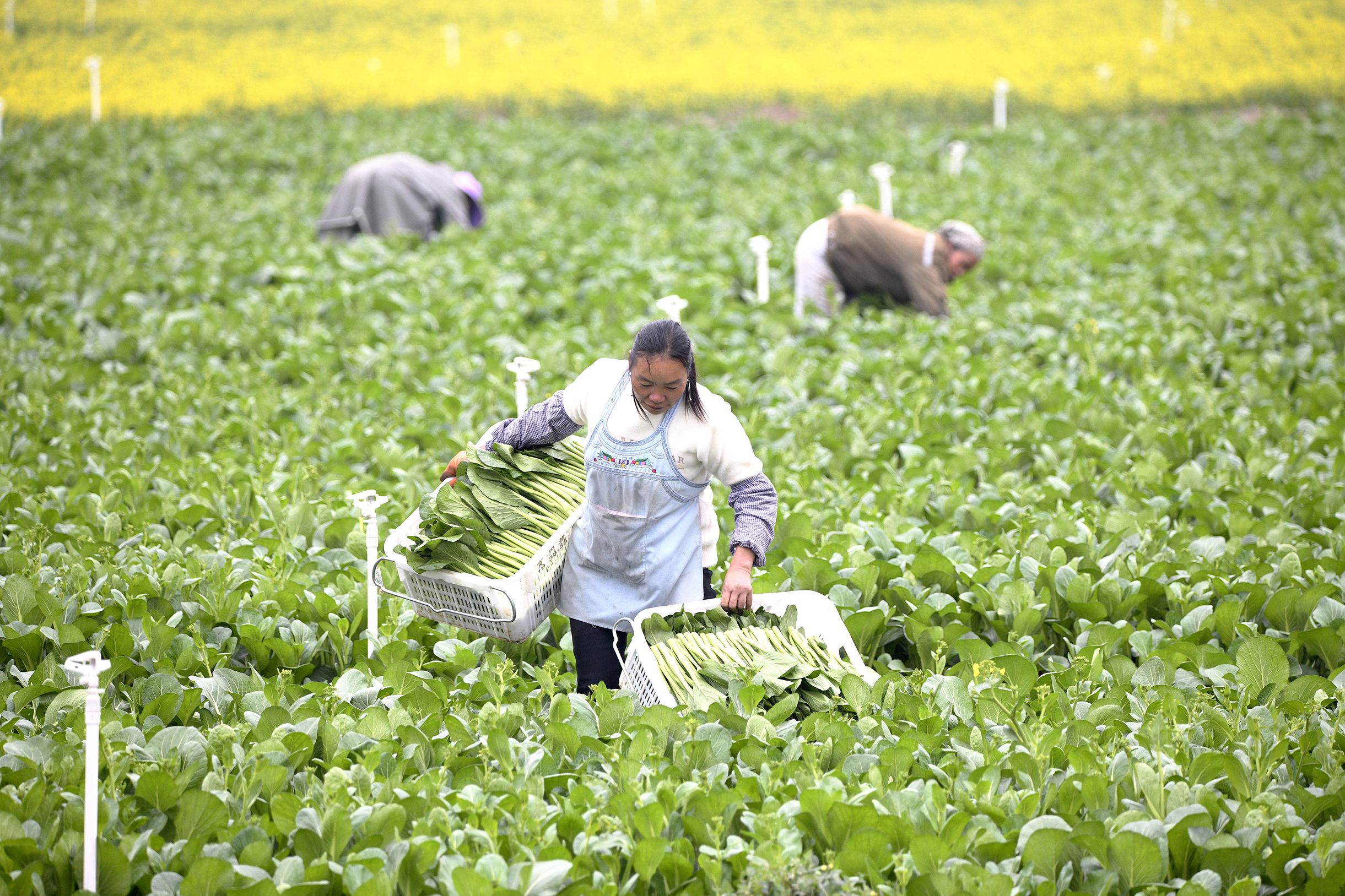 星空体育网站:惠黔力推产业集群化发展两年实施特色产业提升项目60个(图7)