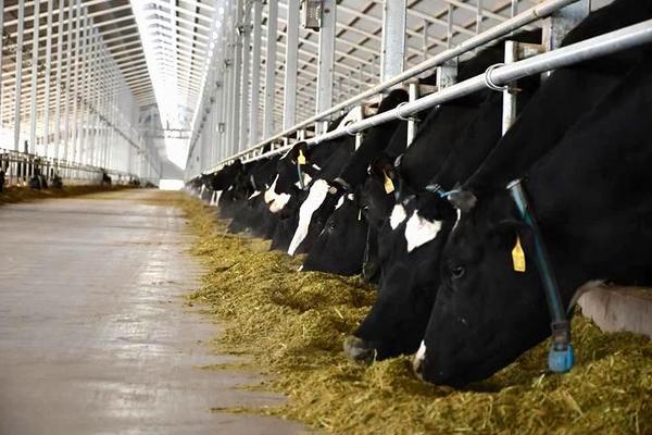 星空体育网站：蒙牛两会献策：以科技创新铸强产业链韧性助力“十五五”高质量开局(图2)