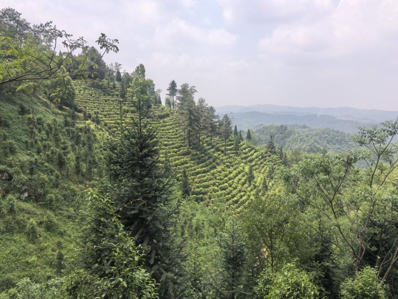 星空体育：贵州大学牛素贞团队赋能普安茶产业高质量发展(图1)