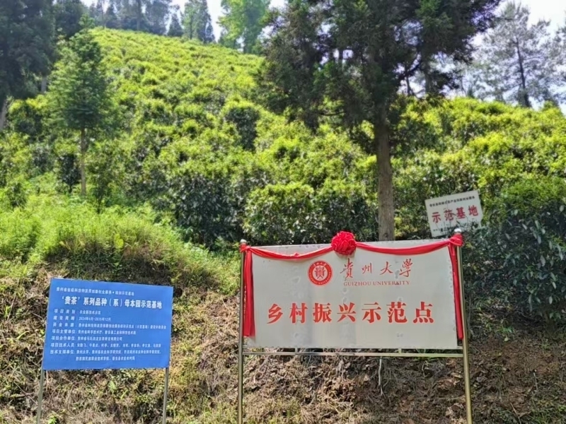 星空体育：贵州大学牛素贞团队赋能普安茶产业高质量发展(图2)