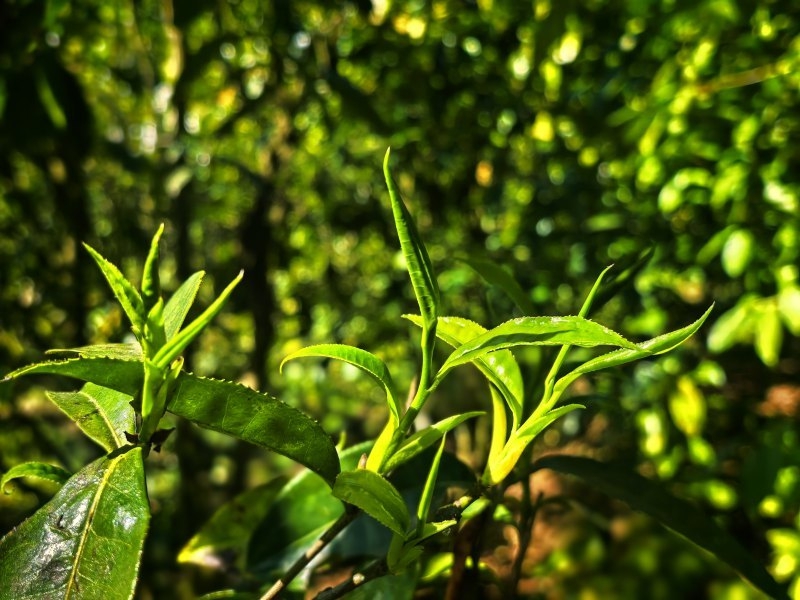 星空体育：贵州大学牛素贞团队赋能普安茶产业高质量发展(图3)