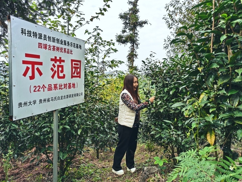 星空体育：贵州大学牛素贞团队赋能普安茶产业高质量发展(图4)