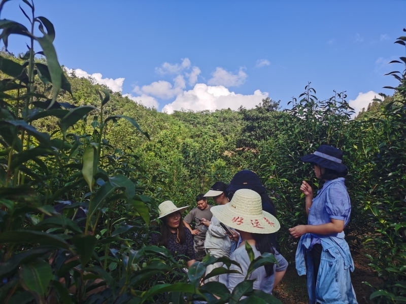 星空体育：贵州大学牛素贞团队赋能普安茶产业高质量发展(图7)